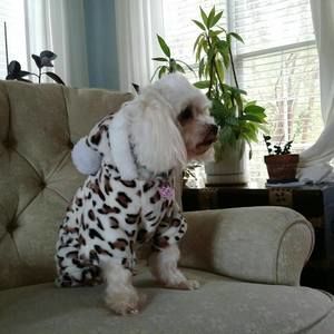 Meet your Posher, Chung