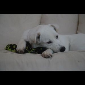 Meet your Posher, Alice