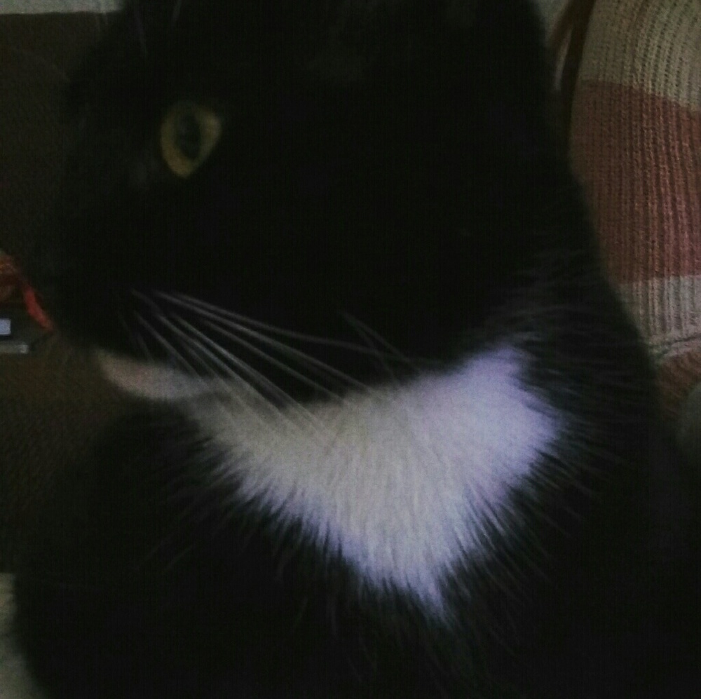 Meet your Posher, Luke