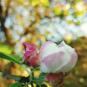 Meet your Posher, Bree