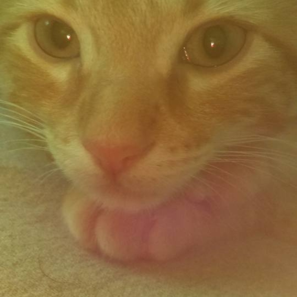 Meet your Posher, Baybaysocool