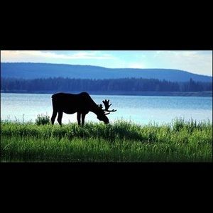 MOOSE FROM MAINE