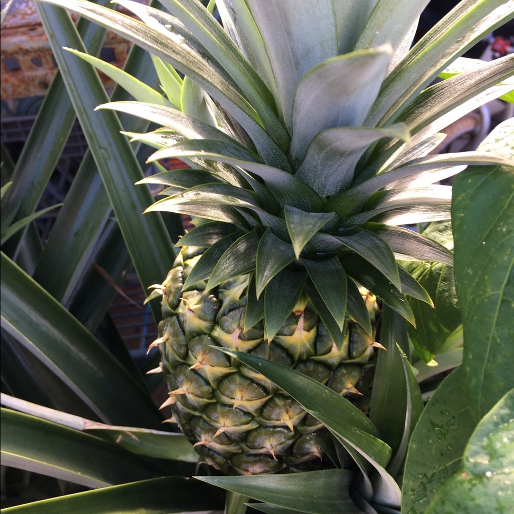 Meet your Posher, Elaine