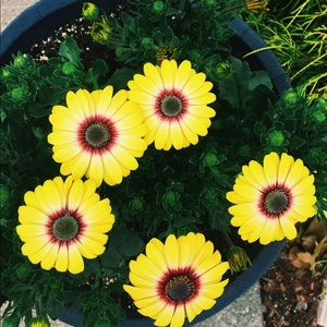 Meet your Posher, Belle