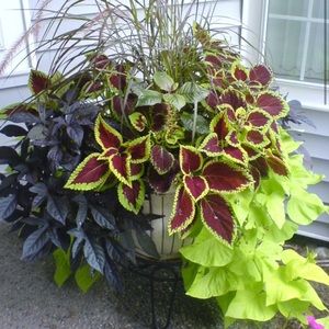 Meet your Posher, Brandy