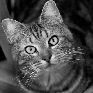 Meet your Posher, Brenda