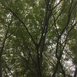 Meet your Posher, Sela