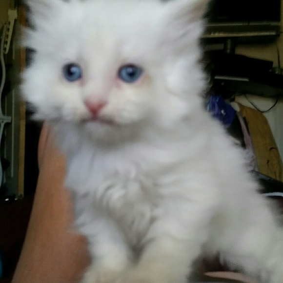 Meet your Posher, Leslie - Picture 2 of 2