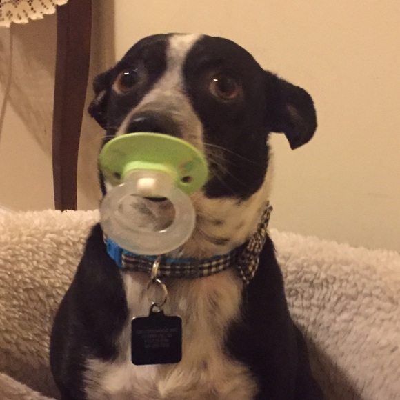 Meet your Posher, Amber - Picture 4 of 8