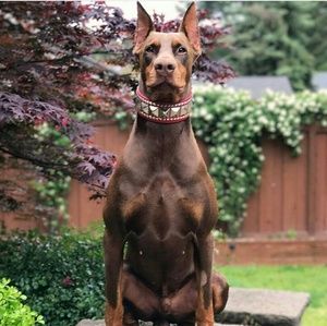 Meet your Posher, Darron