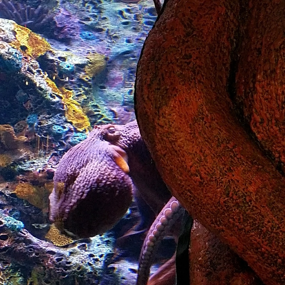 Meet your Posher, Mandy