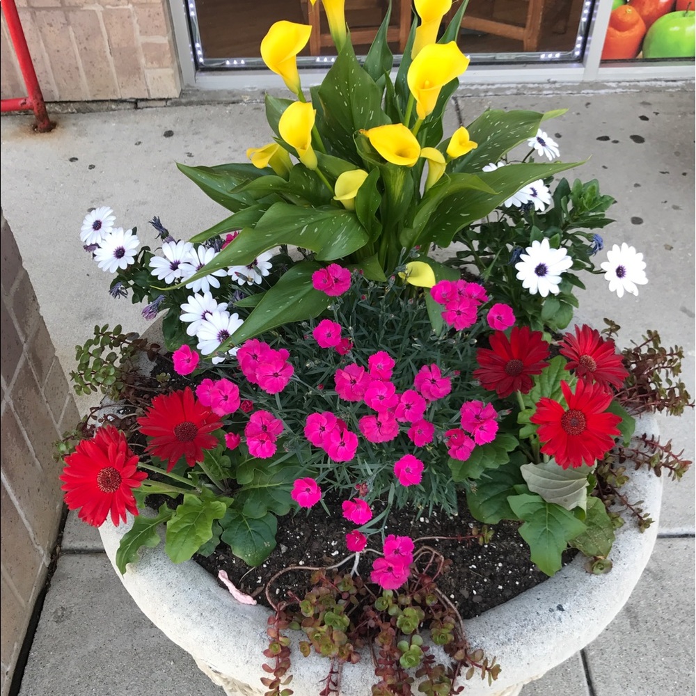 Meet your Posher, Lili