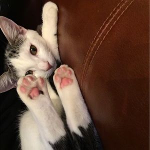 Meet your Posher, Isaac