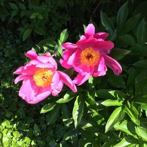 Meet your Posher, Barb