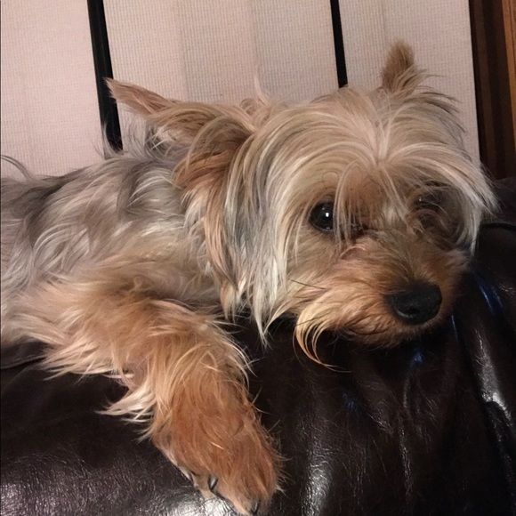 Meet your Posher, Priscila - Picture 2 of 6