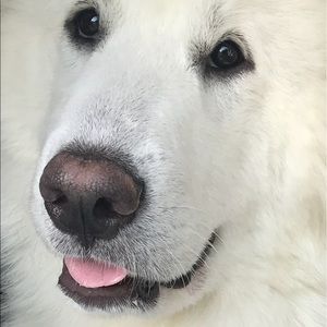 Meet your Posher, Sharon