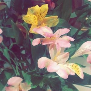 Meet your Posher, Angelina