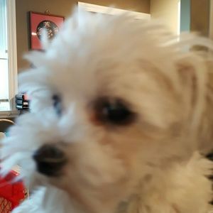 Meet your Posher, Phebe