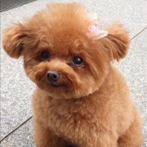 Meet your Posher, Batool