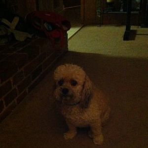 Meet your Posher, Judy