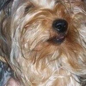 Meet your Posher, Lucy