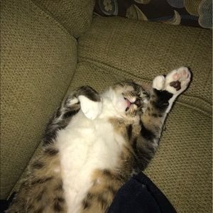 Meet your Posher, Trish