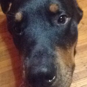 Meet your Posher, Rose