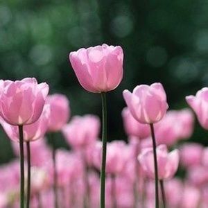 Meet your Posher, Dawn