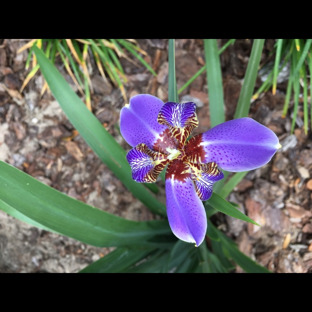 Meet your Posher, Tracy