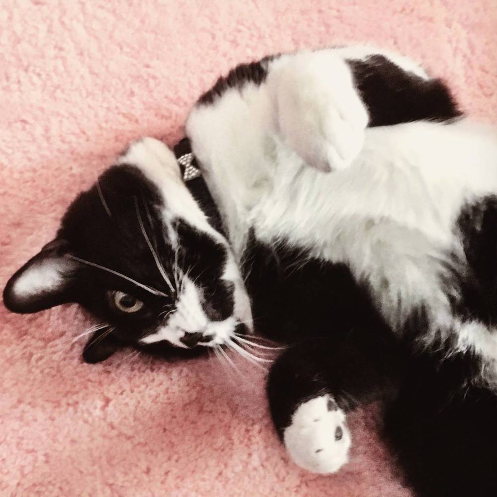 Meet your Posher, Diana