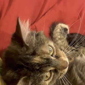 Meet your Posher, Amber