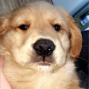 Meet your Posher, Carly