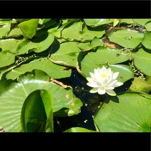 Meet your Posher, Hallie