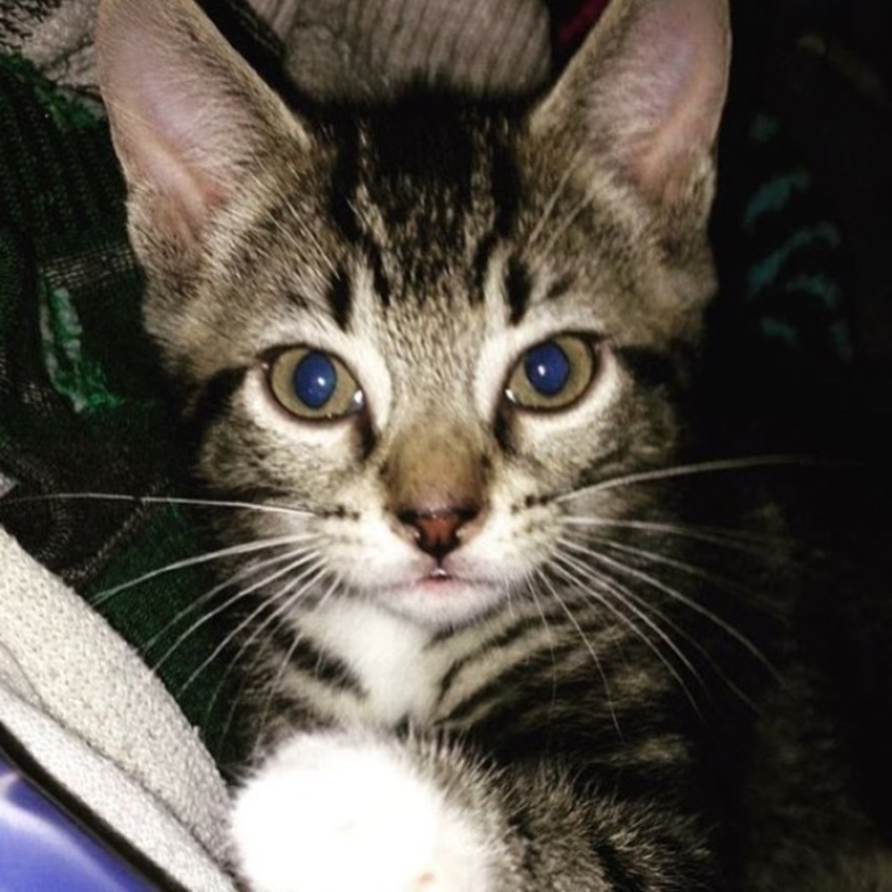 Meet your Posher, Caty