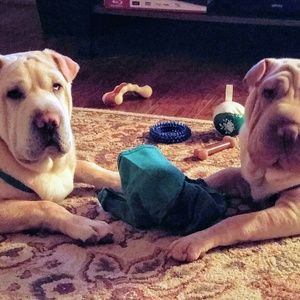 Meet your Posher, Joanne