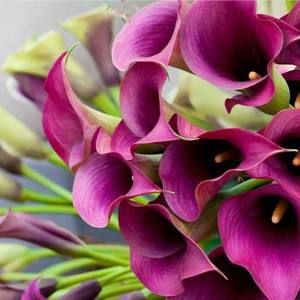 Meet your Posher, Joyce mckenney