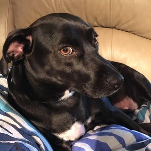 Meet your Posher, Josh