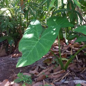 Meet your Posher, Iliana