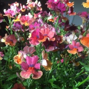 Meet your Posher, Aly