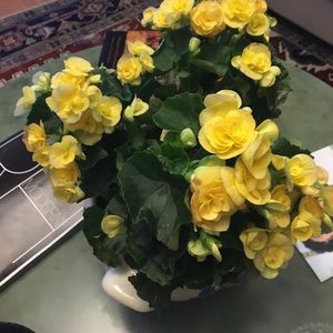 Meet your Posher, Barbara