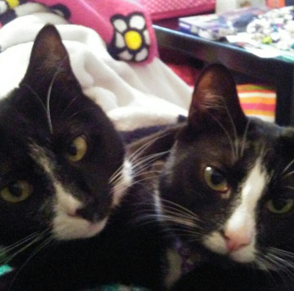 Posh Ambassador - Picture 2 of 4