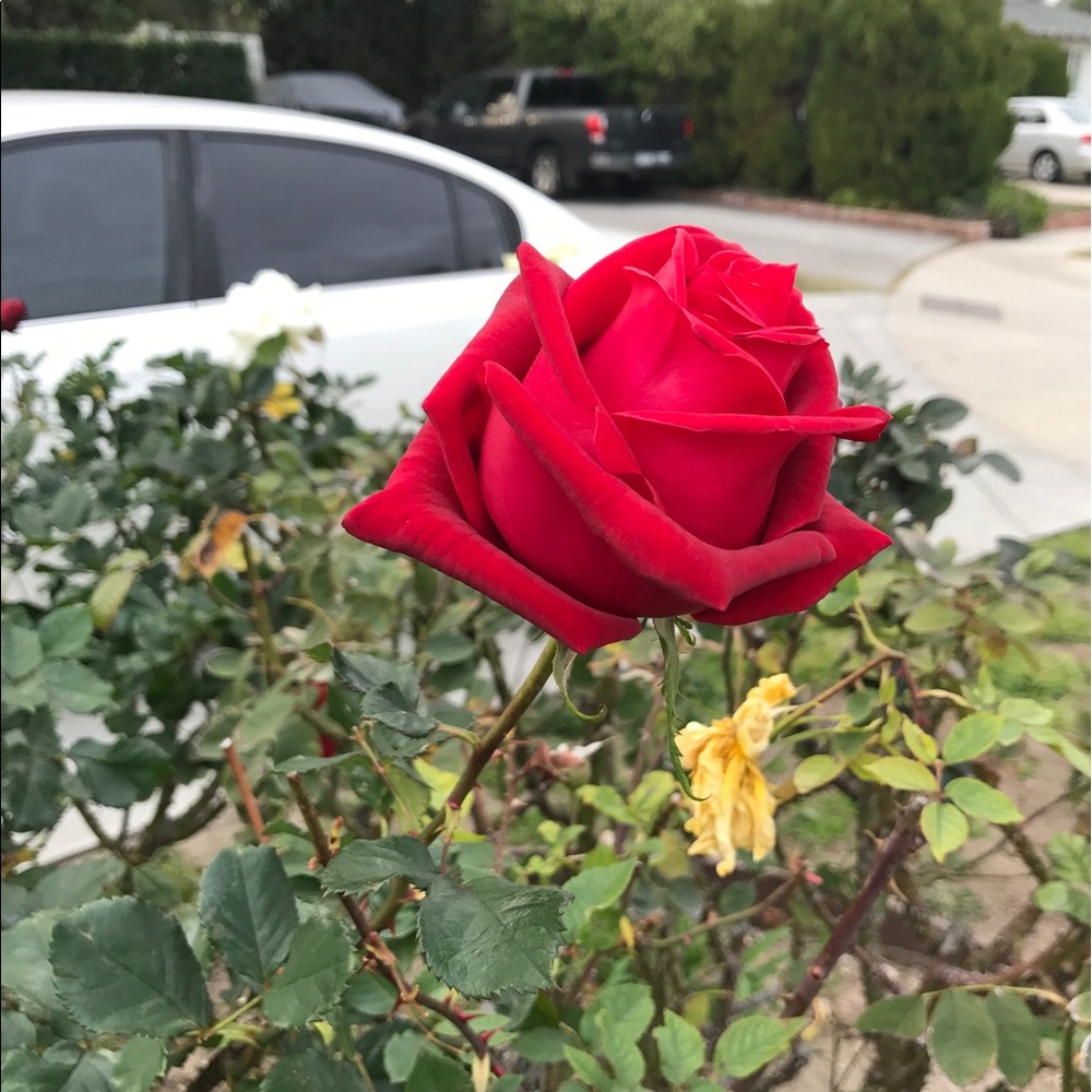 Meet your Posher, Donna