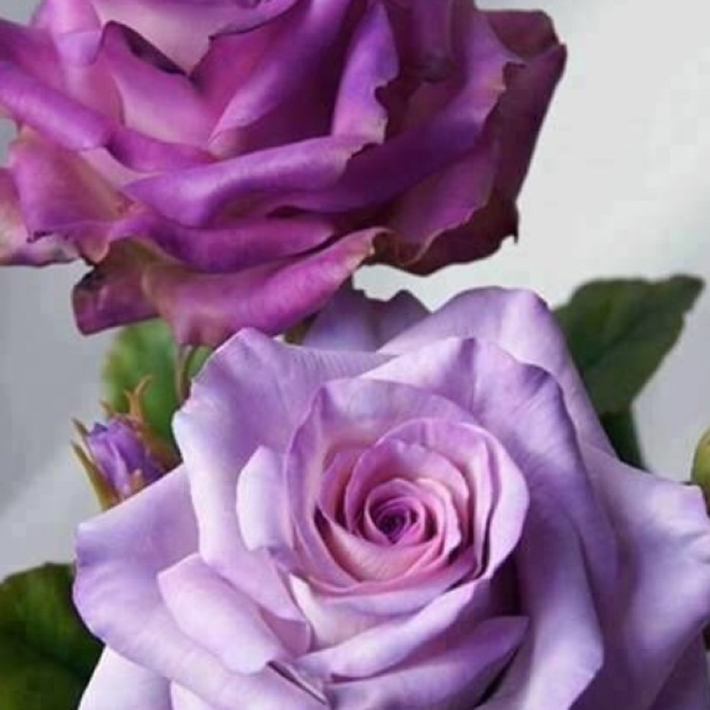 Meet your Posher, Robin