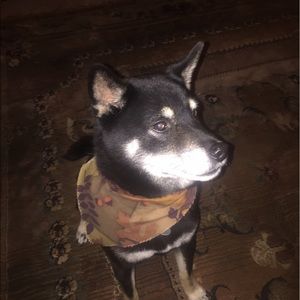 Meet your Posher, Andy