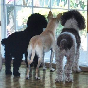 Meet your Posher, Peggy