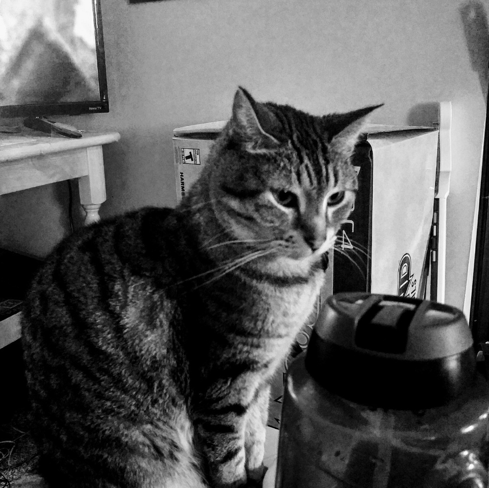🌼💝⭐🎆Meet your Posher!🎆⭐💝🌼