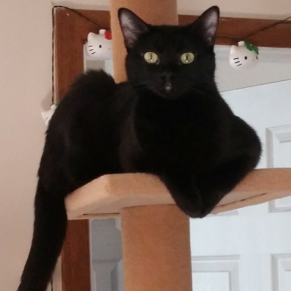 🌼💝⭐🎆Meet your Posher!🎆⭐💝🌼 - Picture 2 of 3