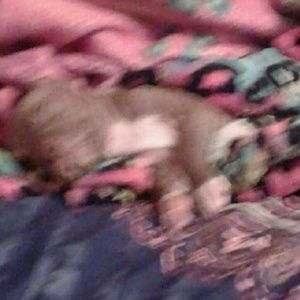 Meet your Posher, Demetrius