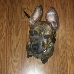 Meet your Posher, Jasmine