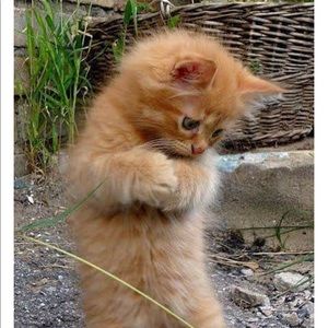 Meet your Posher, Sonia